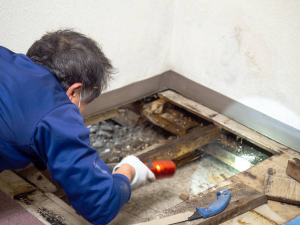 Best Black Mold Removal  in Minnehaha, WA