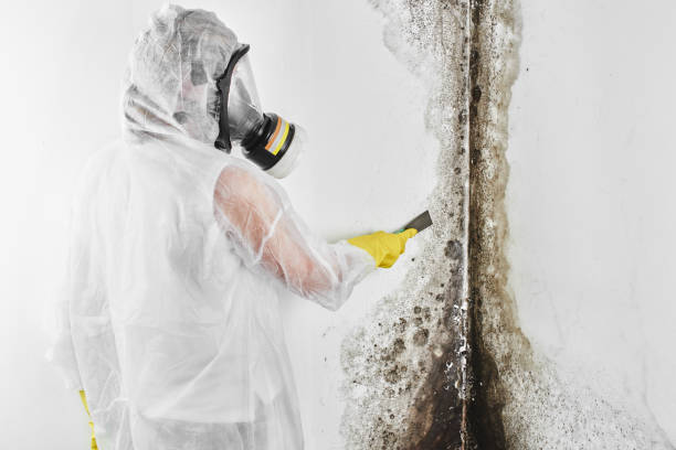 Mold Testing and Removal in Minnehaha, WA