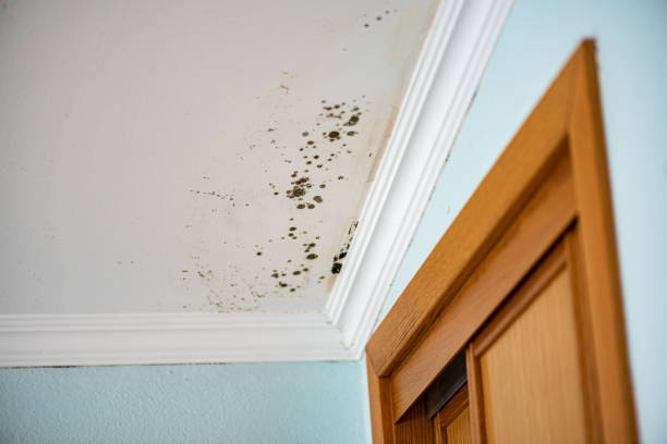 Best Mold Cleaning Services  in Minnehaha, WA