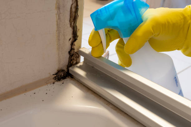 Best Toxic Mold Removal  in Minnehaha, WA