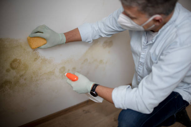 Best Mold Testing  in Minnehaha, WA