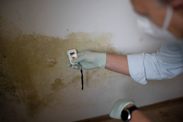 Best Office Mold Removal Services  in Minnehaha, WA