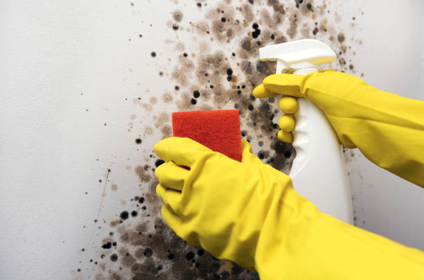 Best Emergency Mold Removal  in Minnehaha, WA