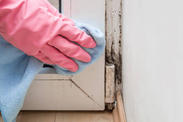 Home Mold Removal in Minnehaha, WA